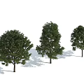 Three Arbor Trees in Different Shapes Against Light Blue Sky Background 3d model