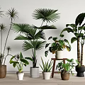 Various Indoor Potted Green Plants With Palm Leaves In Terracotta White Pots And Wooden Stand