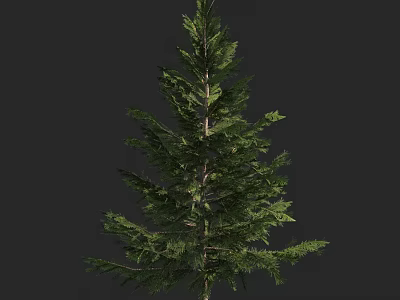 Tall Evergreen Arbor With Dense Green Foliage Against Dark Background 3d model