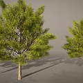 Cartoon Scenery Featuring Three Green Trees Brown Trunks And Shadows On Gray Background 3d model
