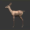 Realistic Brown Standing Fawn 3D Model With Large Ears And Lifelike Posture