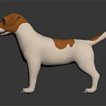 Cute Brown And White Puppy Standing On Dark Surface With Reflection 3d model