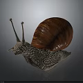 Snail With Red Shell Textured Body And Long Antennae On Gray Background