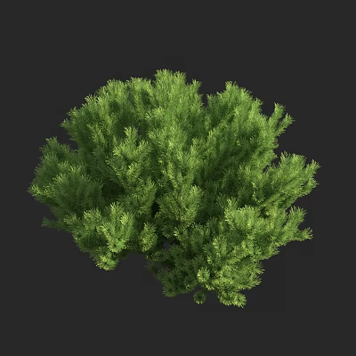 Lush Green Evergreen Arbor With Dense Foliage And Vibrant Leaf Canopy 3d model