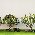 Loquat tree pomegranate tree courtyard landscape tree 3d model