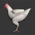 White Chicken With Red Comb And Yellow Beak Standing On Dark Background