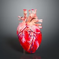 Anatomical Human Heart Organ Model With Detailed Red And Blue Blood Vessels Structure