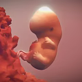Human Fetus Development In Uterine Environment With Amniotic Fluid And Placenta