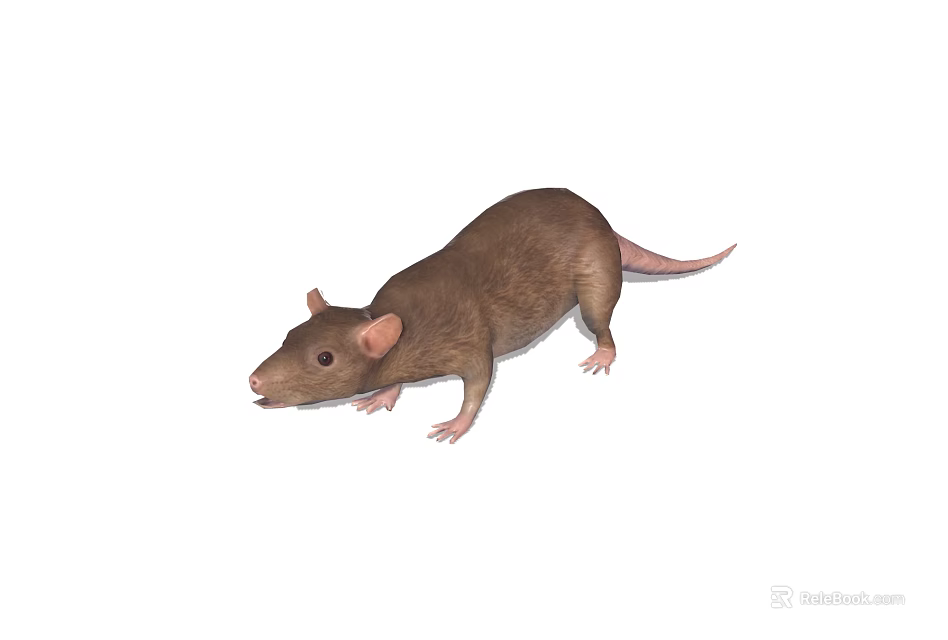 A brown rat with small ears short legs and long tail on white background 3d model 