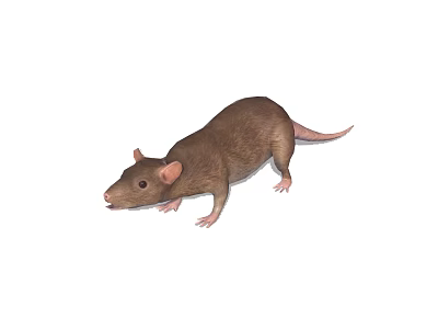 A brown rat with small ears short legs and long tail on white background 3d model