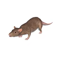 A brown rat with small ears short legs and long tail on white background