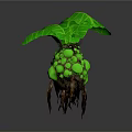 Exotic Green Plant With Large Leaves Yellow Round Fruits And Brown Roots