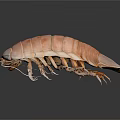 Light Brown Isopod Featuring Segmented Body Long Antennae And Multiple Legs On Dark Background 3d model
