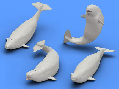 Four White Beluga Whales In Different Poses On Blue Background 3d model