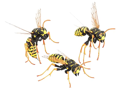 Flying Insects Black And Yellow Striped Wasps With Transparent Wings Isolated On White Background 3d model