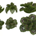 Various Lush Green Shrubs With Purple Blooms And Dense Foliage For Garden Landscaping