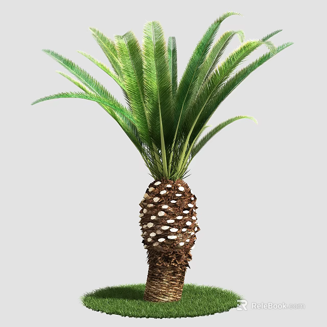 Cycas Tree With Textured Brown Trunk And Lush Green Feathery Fronds 3d model 