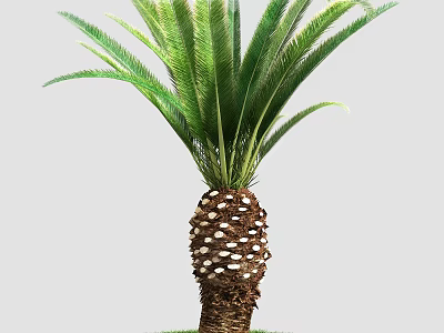 Cycas Tree With Textured Brown Trunk And Lush Green Feathery Fronds 3d model