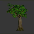 Lush Green Tree With Red Fruits Thick Trunk Exposed Roots On Gray Background
