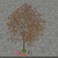 Tall Pagoda Tree With Brown Leaves Standing On Paved Ground Casting Sunlight Shadow 3d model