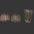 Various Types of Grass Clumps in Green and Brown for Landscaping Design Elements