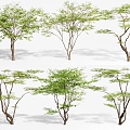 Maple Tree Landscape Tree Maple Tree 3d model