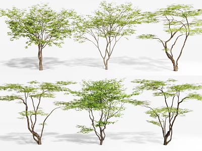 Various Arbor Trees With Different Trunk Shapes And Lush Green Leaves 3d model