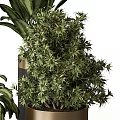Bonsai Potted Plants For Indoor Decor With Various Green Species In Gold And Black Pots