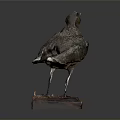 Vintage Bird Taxidermy Specimen Standing On Red Wooden Base With Label