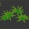 Lush Green Ferns with Feathery Leaves Growing Against Dark Background