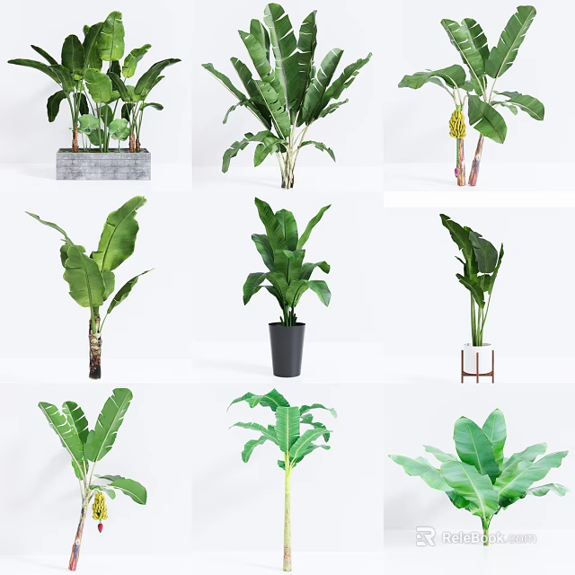 Various Potted Plants With Green Leaves And Different Style Pots For Home Decor 3d model 