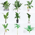 Various Potted Plants With Green Leaves And Different Style Pots For Home Decor