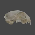 Detailed Animal Skull with Visible Teeth and Eye Sockets on Dark Background