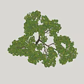 Deciduous Tree With Lush Green Foliage And Sturdy Brown Trunk In Natural Form