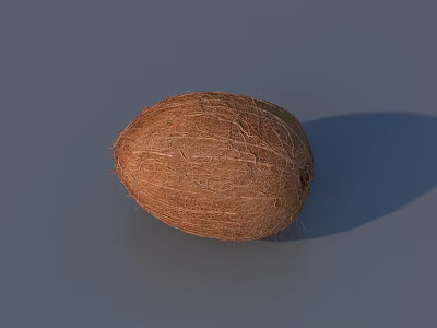 Natural Whole Brown Coconut With Fibrous Texture On Gray Background 3d model