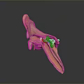 3D Human Ear Anatomical Structure Model With Detailed Internal Parts And Design