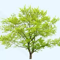 Deciduous Tree With Lush Green Foliage And Straight Trunk Against Light Blue Background 3d model