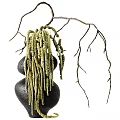 Stylish Ornamental Decor Combination With Black Stone Bases Green Plants And Natural Branches