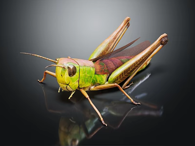 Green and Brown Grasshopper With Long Legs Wings And Reflection On Black Background 3d model