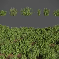 Various Green Herbaceous Plants in Clumped Growth with Lush Foliage and Different Shapes