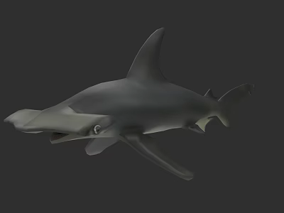 Detailed Hammerhead Shark 3D Model Showcasing Distinctive Head Shape And Fins 3d model