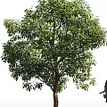 Tall Tree with Lush Green Leaves and Thick Trunk Near Walking Person Silhouette