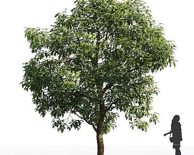 Tall Tree with Lush Green Leaves and Thick Trunk Near Walking Person Silhouette 3d model