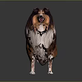 Brown and White Collie Dog with Long Hair Standing on Dark Background