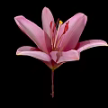 Beautiful Pink Lily Flower With Soft Petals And Yellow Stamens Isolated On Black Background
