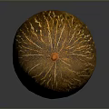 Whole Ripe Orange Cantaloupe Displaying Ribbed Texture on Smooth Shiny Surface