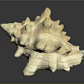 Intricate Conch Shell Sculpture Carving With Natural Texture And Artistic Details