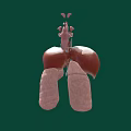 3D Anatomical Illustration of Thoracic Organs Featuring Lungs Trachea and Structures