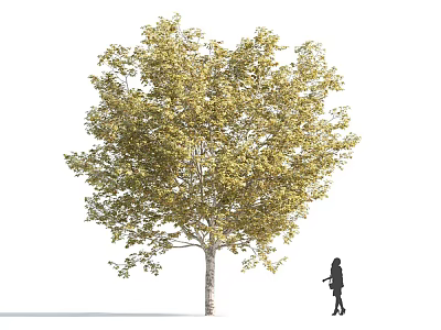 Large Arbor With Yellowish Green Leaves And White Trunk Near Person Silhouette 3d model
