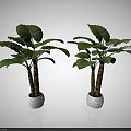Two Bonsai Potted Plants With Large Green Leaves And Brown Trunks In White Pots